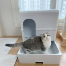 고양이 화장실 추천 펫트루 샌드데스 사막화 방지 최고