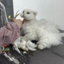 캣존 이미지
