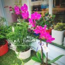수아flower