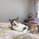 몸생생 이미지