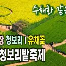 고창 청보리밭축제 /고창읍성 철쭉 이미지