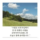 대구 강아지 장례 , 슬픔을 꽃으로 피우는 반려동물 화분장 이야기