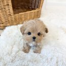 퓨어펫 강아지분양 고양이분양 울산점 | 따뜻한 안내 덕분에 만족스러웠던 울산 애견 분양