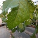 일비농장 이미지