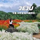 서부농업기술센터 | [제주] 9월 서부기술농업센터 맨드라미, 설악초
