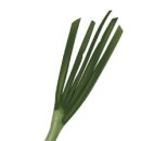 외떡잎식물 백합목 백합과 여러해살이풀, 인경채류 파 [spring onion] 파 원산지:중국의 서부가 원산지...