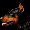 울산동물병원 이미지