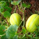 풍성농장 이미지