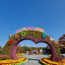 제19회 익산 천만송이 국화축제(22. 10. 31.) 이미지