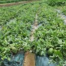 상룡농장 이미지