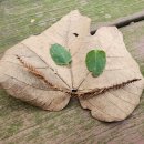 백련초등학교 이미지