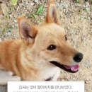 하피 이미지