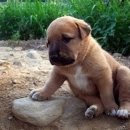 개팔자 상팔자 이미지