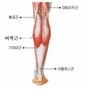 징그럽게도 안크는 전완근/비복근 이미지