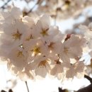 상모안경 이미지