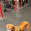 AKA 크로스핏 이미지