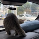 해오름 동물병원 이미지