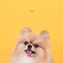 (주)코리아세븐군산지곡점 | [군산 사진관] 지곡동 프리지아 사진관 / 강아지 증사 찍길 잘했다 / 군산반려동물사진 /군산 증명사진...