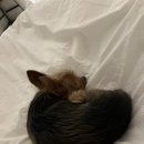 빠세꼼뽀제 이미지