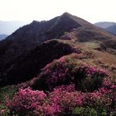 화왕산 이미지