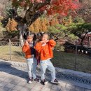 화담숲 24.11.10 방문기 근처 맛집 주차