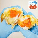 홍림수산냉동(주) | 4월 둘째주 더내린 킹크랩싯가 역대급 특가! 러시아대게 가격 파괴, 제철 암꽃게 시세 안내드립니다.