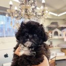 퍼피힐 강아지분양 이미지