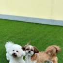 핫도그 반려견 유치원 이미지