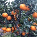 싱싱농장 이미지