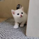 인천논현 요미독앤캣 강아지분양 고양이분양 | 마곡고양이분양 새 식구 맞이 후기 깜짝 공개