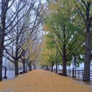 염치읍 은행나무길 이미지