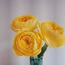 세송이꽃