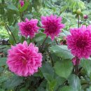 행복을주는꽃 이미지