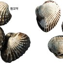 벌교꼬막 이미지