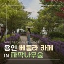 용인 자작나무숲 ::: 베툴라 카페, 5월 수국축제 다녀온 후기!