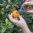 최신농장 | 제주 감귤체험 추천, 아이와 다녀온 최남단체험감귤농장 서귀포 체험 후기