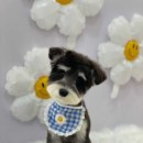 예쁜 애견 미용 이미지