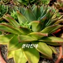 쿤타킨테 이미지