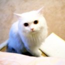 몽이냥이 이미지