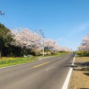 벚꽃길민박 이미지