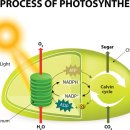국제에코환경 | 미국 ARC 국제 아로마테라피 자격증 수업 4회차 후기, 에코아이 아로마