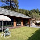 양양 스테이나무 이미지