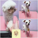 웃개살롱 이미지