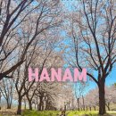 다장동달님뜰근린공원중간 | 경기도 하남 당정뜰 벚꽃 역대급 아름다운 4월 꽃구경