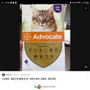 태능동물병원 | 태능동물병원 고양이전문병원 건강검진 후기