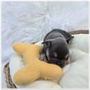 버디독 강아지분양 안심분양센터 시흥점 이미지