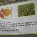 황금주먹고기 이미지