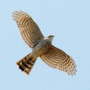 Eurasian sparrowhawk(새매) 이미지