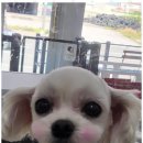 오키독키 이미지