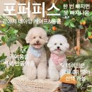 [포퍼피스/네이밍 케이프] 강아지 케이프 추천 제뚜 최애 브랜드💗🩵 포퍼피스 케이프 고민되세요? 제뚜네...